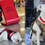 Toyo, el perro que encontró una segunda oportunidad