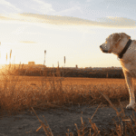 la exposición solar causa tumores cutáneos en uno de cada 220 perros anualmente.