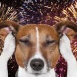 Perro asustado por la pirotecnia