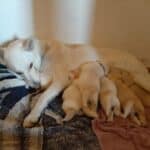 Cachorros de can de palleiro