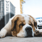 Casi 1.900 perros mueren atropellados en vacaciones