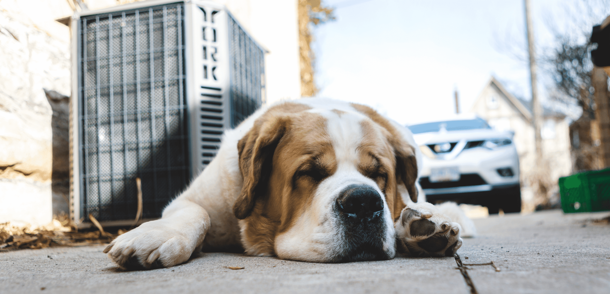 Casi 1.900 perros mueren atropellados en vacaciones