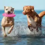 Consejos para el cuidado de tu perro durante tus vacaciones