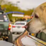 El 70% de los conductores cree que las áreas de servicio en carretera no son adecuadas para perros