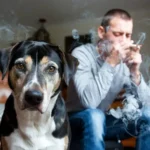 El humo del tabaco afecta la salud respiratoria, emocional y conductual de los perros.