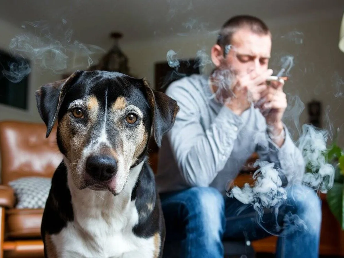 El humo del tabaco afecta la salud respiratoria, emocional y conductual de los perros.