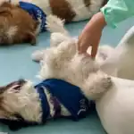 Jack russell perros de terapia
