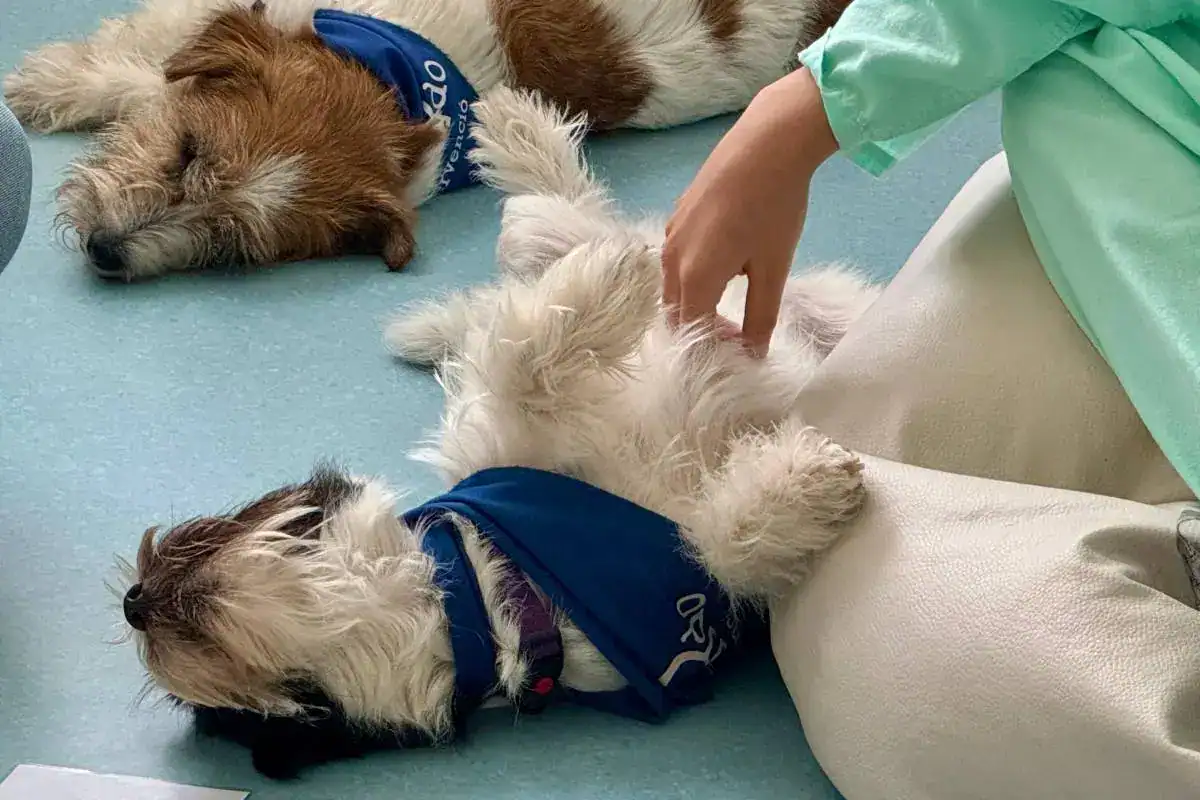 Jack russell perros de terapia