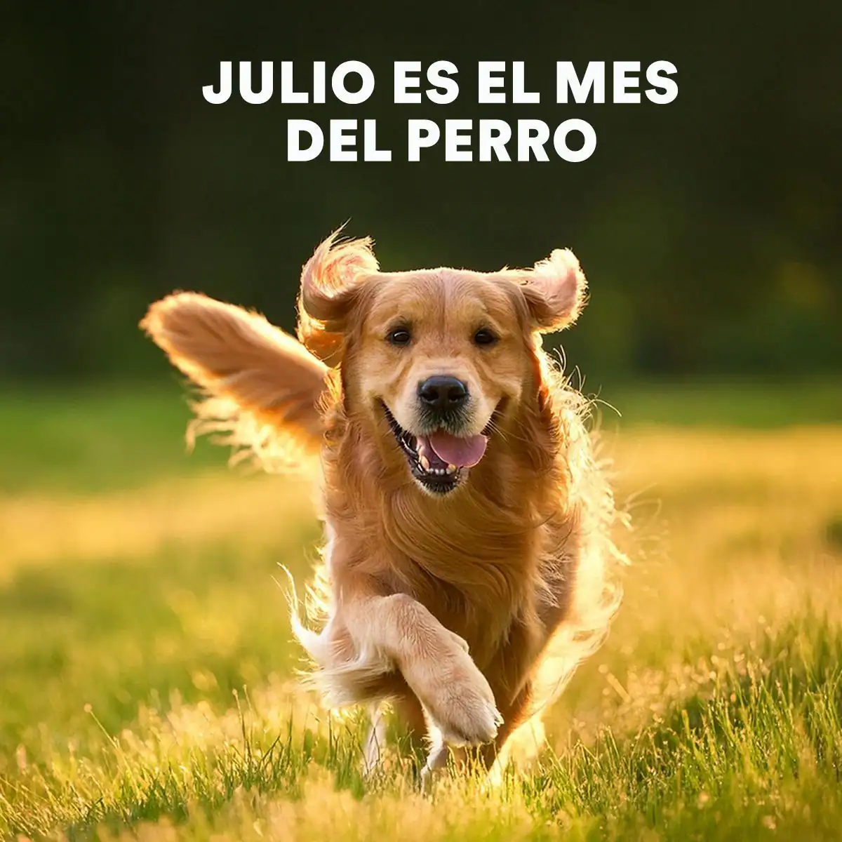 Julio es el mes del perro