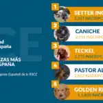 Ranking de las razas más populares en España