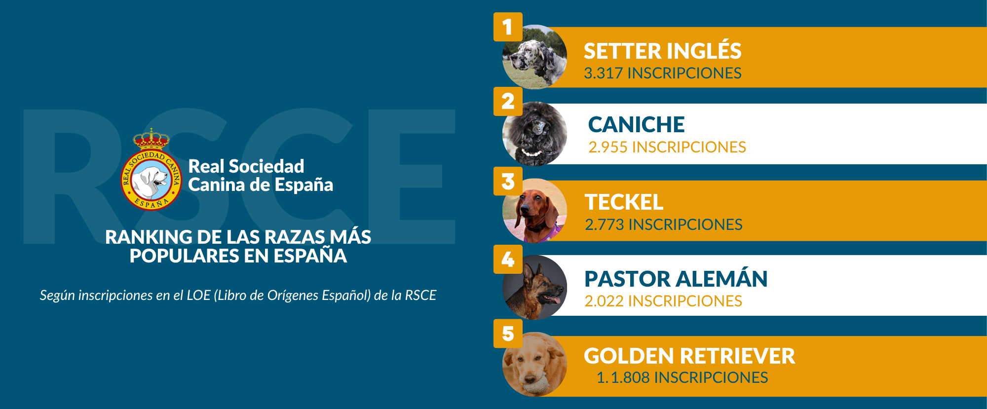 Ranking de las razas más populares en España
