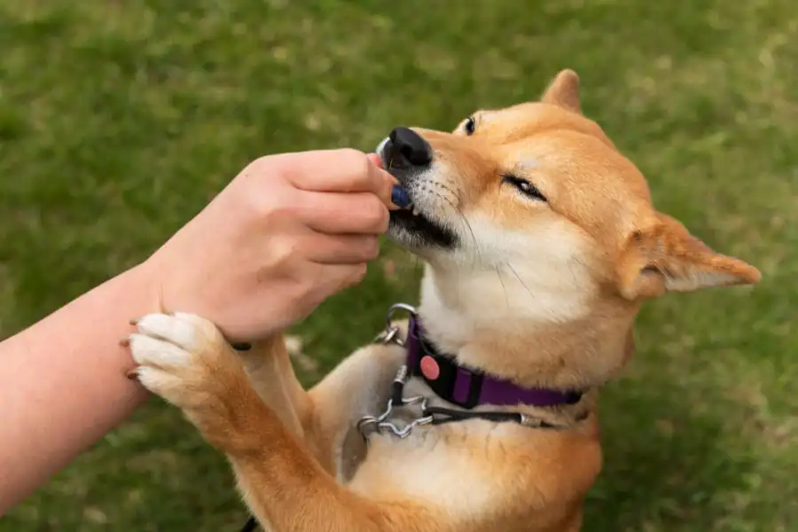 Relacionan el tipo de enteropatía crónica canina con el estado de coagulación
