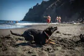 Santa cruz de Tenerife promueve la creación de playas caninas