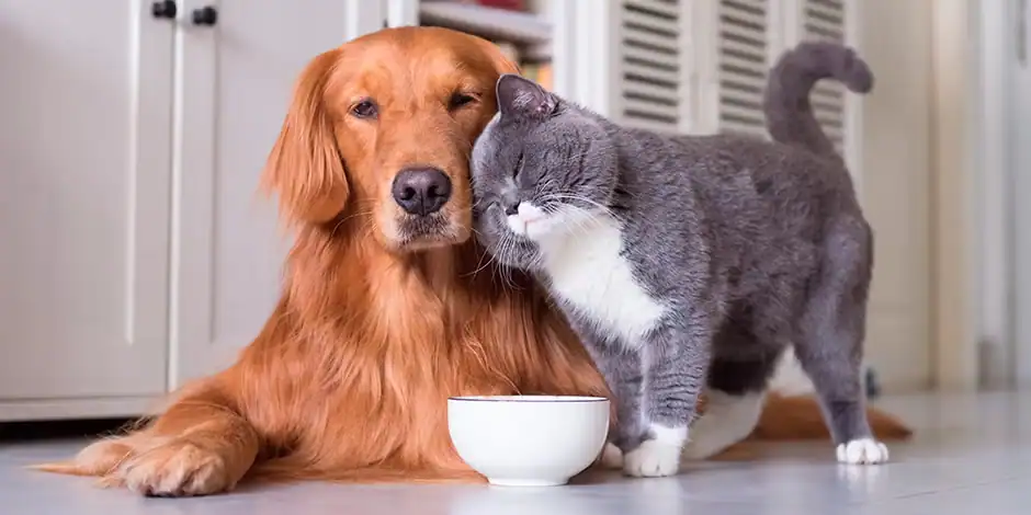 Un estudio revela que tener una mascota puede ahorrar hasta 80.000 euros al año en gastos de salud
