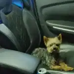 perro salva a su dueño en zaragoza