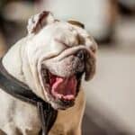 ¿por que suspiran los perros?