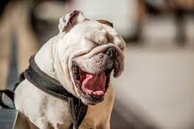 ¿por que suspiran los perros?