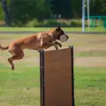 Perro de trabajo en prueba de IGP