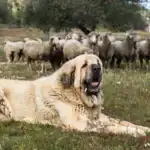 Perro pastor español