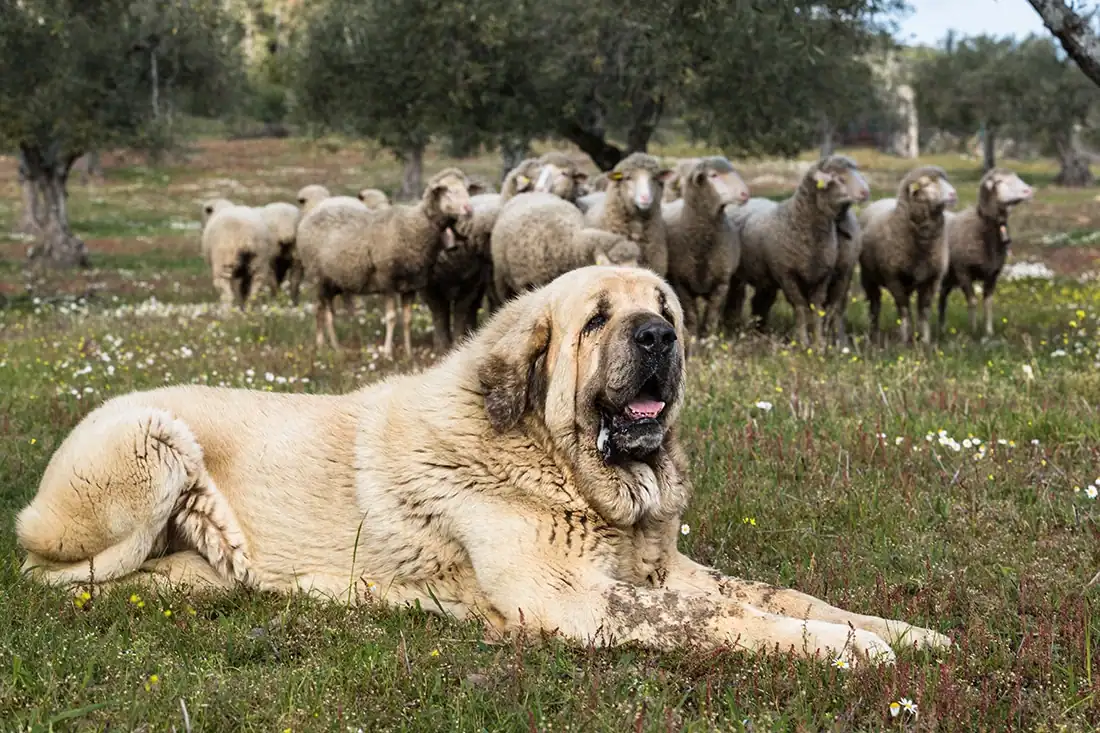 Perro pastor español