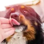 ¿Por qué los perros lamen a sus dueños