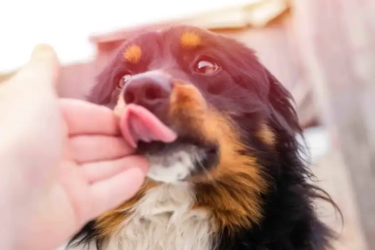¿Por qué los perros lamen a sus dueños