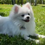 Tres de cada cuatro perros tienen una pata dominante