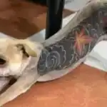 Brasil prohíbe tatuajes y piercings en perros y gatos