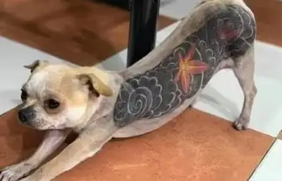 Brasil prohíbe tatuajes y piercings en perros y gatos