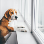 10 consejos para evitar la depresión y los destrozos de tu perro tras la vuelta a la rutina