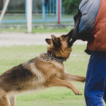 Razas de perros destacadas en competiciones caninas de alto nivel