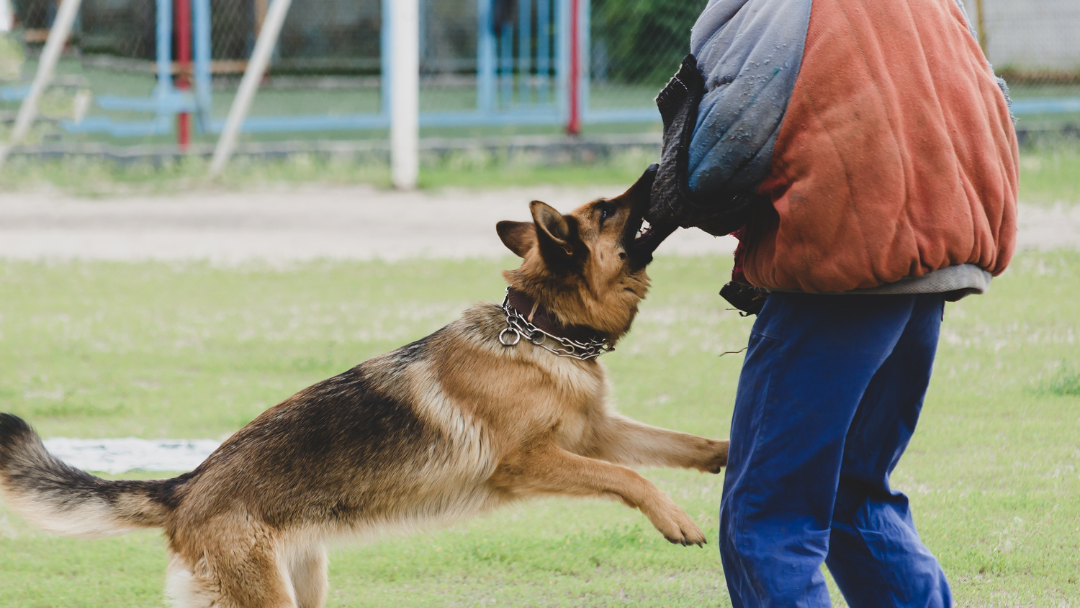 Razas de perros destacadas en competiciones caninas de alto nivel