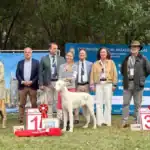 Podenco Ibicenco, ganador absoluto en el encuentro de razas caninas españolas