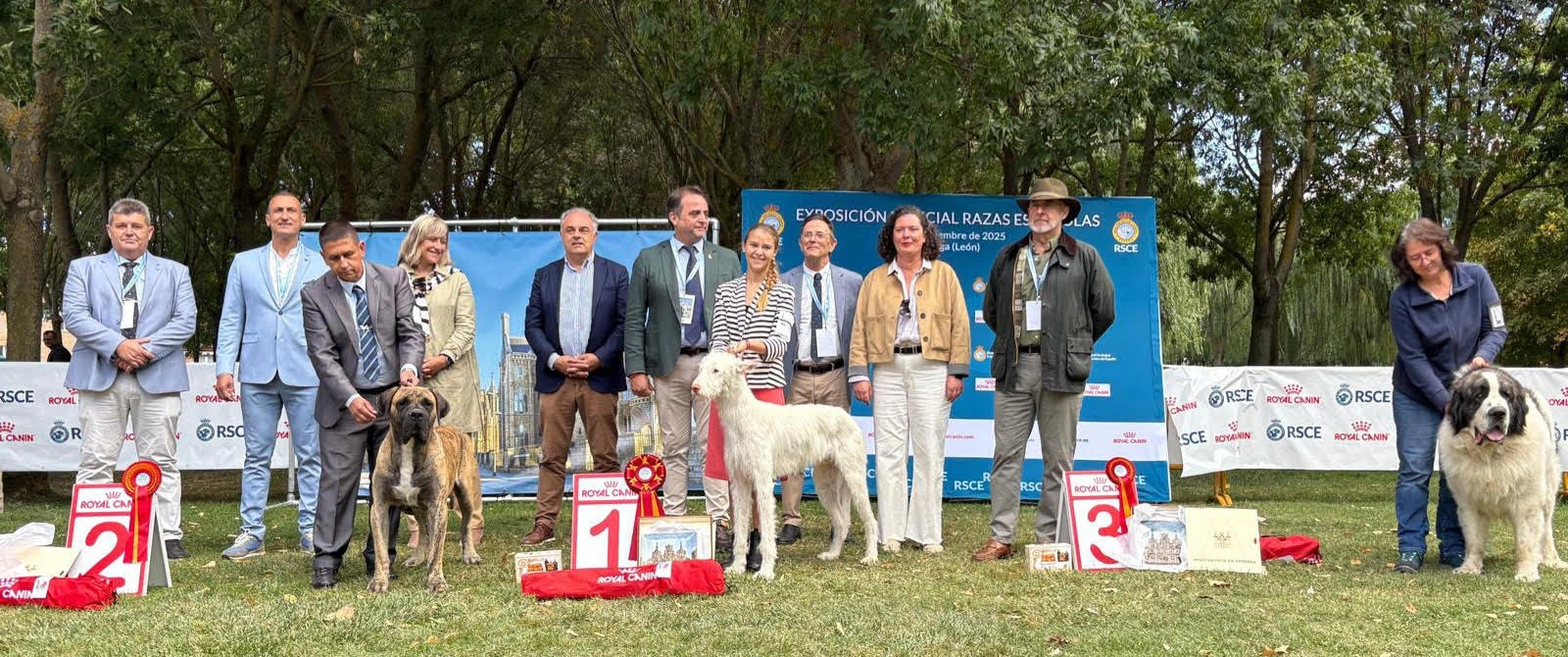Podenco Ibicenco, ganador absoluto en el encuentro de razas caninas españolas