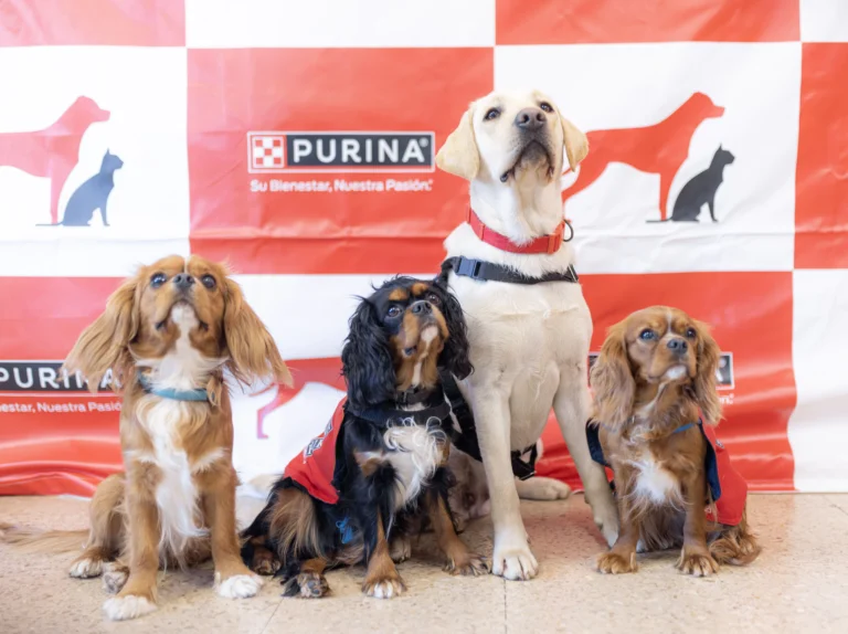 Perros de terapia
