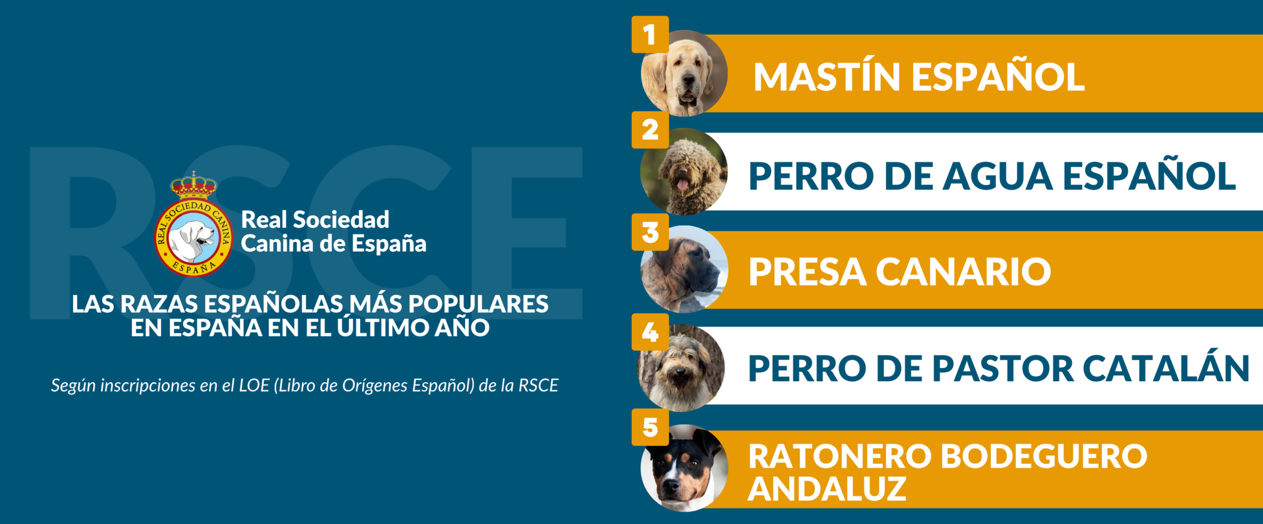 Razas de perros españolas que triunfan en 2024