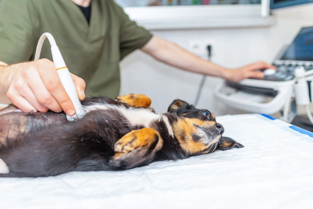 Anomalías gástricas en perros con insuficiencia renal.
