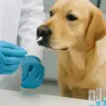 Biodetección canina Parkinson
