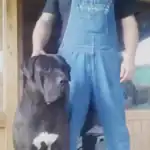 Blas Aborigen Guanche con su perro