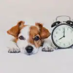 El cambio de hora afecta más a cachorros, perros senior y enfermos