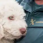 Dylan perro de la guardia civil