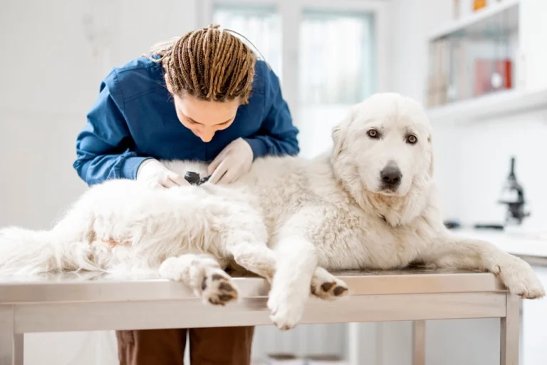 IA para mejorar el diagnóstico de la dermatitis atópica canina