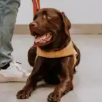 Perros de asistencia en España