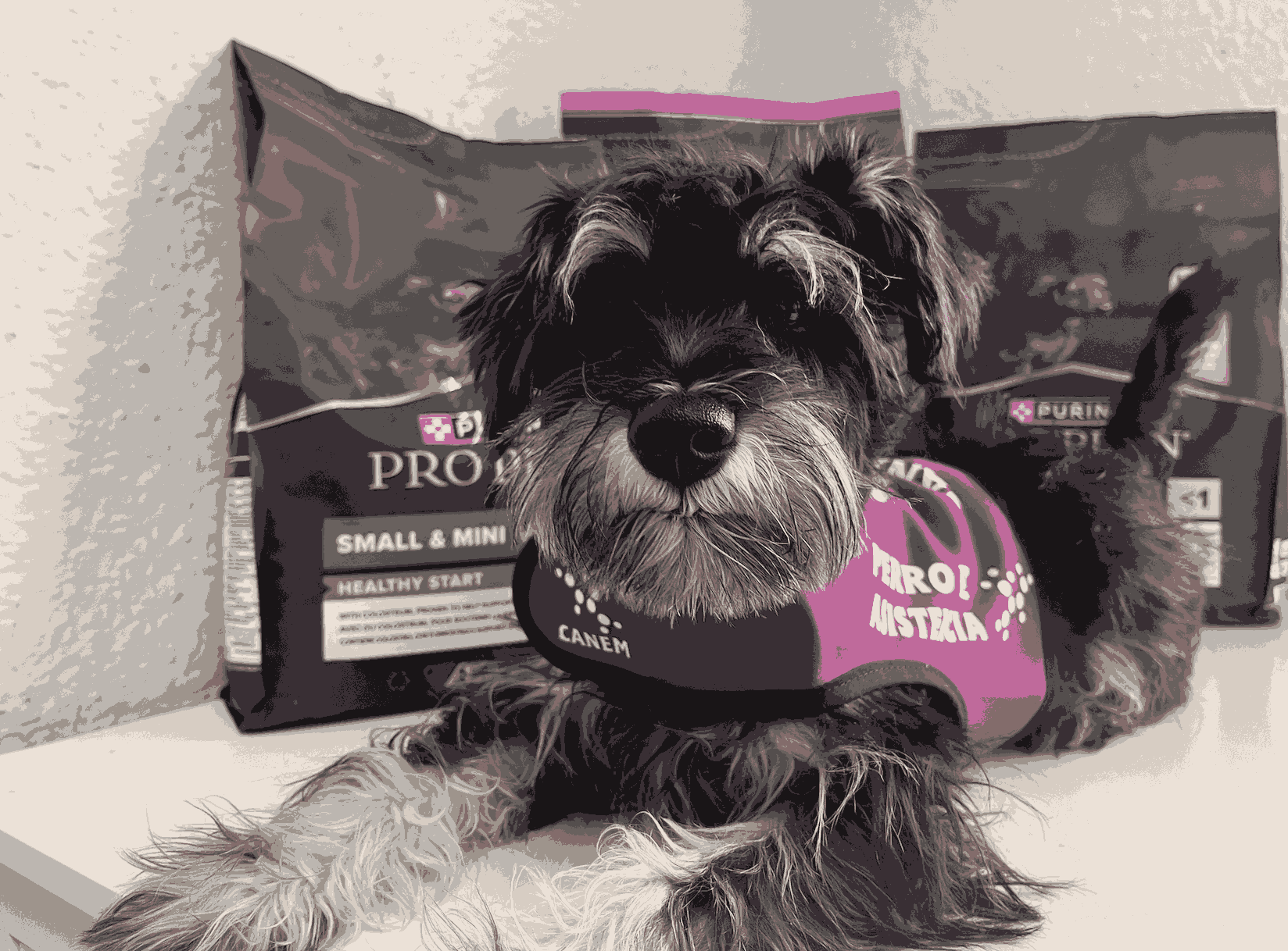 Purina y Canem