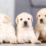 RSCE propone una nueva regulación para diferenciar entre criadores familiares y profesionales y prevenir la cría clandestina.