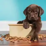 Comida vegetal para perros