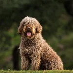 perros de raza viven más que los mestizos