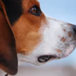 Plasma frío Nueva esperanza para la otitis externa canina