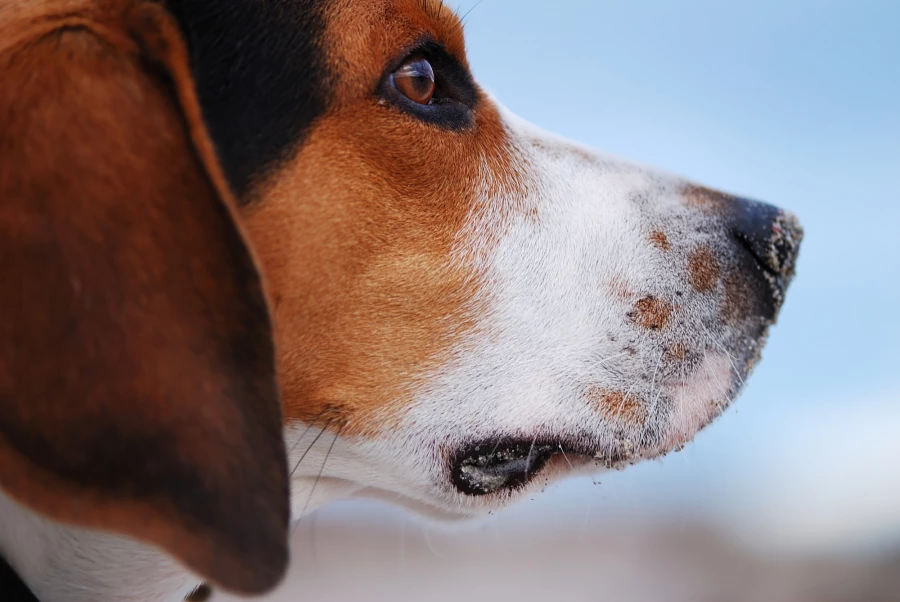 Plasma frío Nueva esperanza para la otitis externa canina