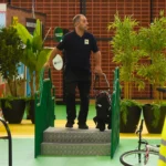 Labor del perro guía